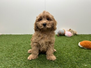 Cavapoo teefje Puppy te koop 010724495