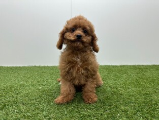 Cavapoo teefje Puppy te koop 010724508