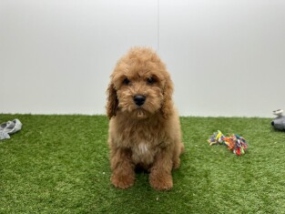 Cockapoo male Puppy for sale 010724518