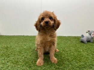 Cavapoo reu Puppy te koop 010724539