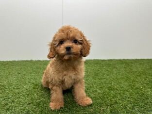 Cavapoo teefje Puppy te koop 010724545