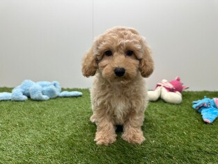 Maltipoo femelle Chiot à vendre 010724546