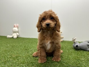 Cavapoo teefje Puppy te koop 010724548