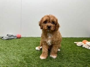 Cavapoo reu Puppy te koop 010724557