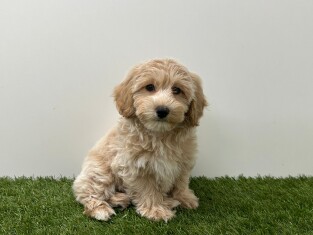 Maltipoo female 010724570