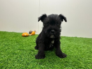 Miniature Schnauzer female 010724574