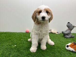 Goldendoodle reu 010724576