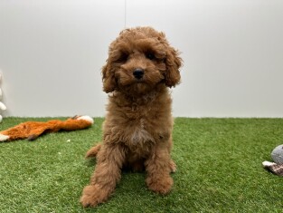 Cavapoo teefje Puppy te koop 010724579