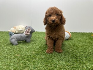 Poedel reu Puppy te koop 010724583