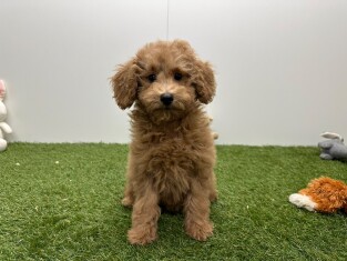 Cavapoo teefje Puppy te koop 010724586