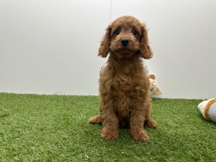 Cockapoo reu Puppy te koop 010724587