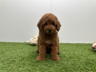 Caniche femelle Abricot - PUP-ID 010724595 | Dierenhof Debrabandere