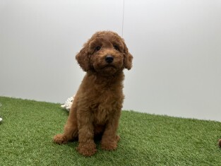 Caniche femelle Abricot - PUP-ID 010724598 | Dierenhof Debrabandere