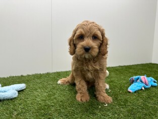 Cockapoo male Puppy for sale 010724655