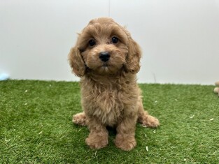 Maltipoo male Chiot à vendre 010724663