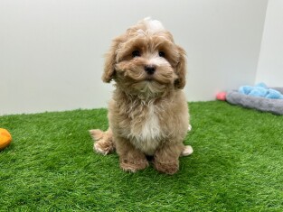 Cavapoo male Chiot à vendre 010724669
