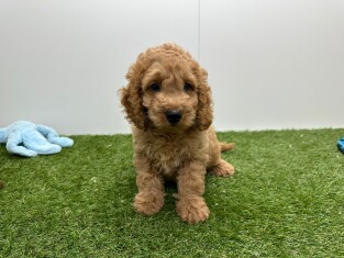 Cockapoo reu Abricot - PUP-ID 010724671 | Dierenhof Debrabandere