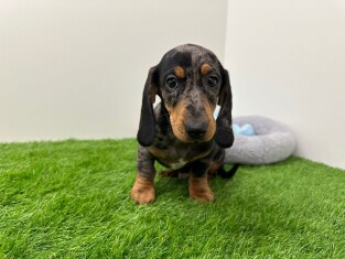 Teckel male 010724672