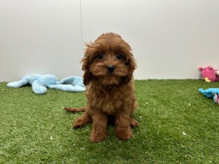 Cavapoo teefje Puppy te koop 010724681