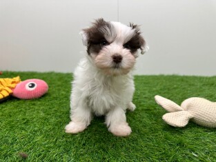 Bichon Havanais femelle 010724682