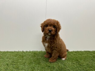 Cavapoo reu Puppy te koop 010724691