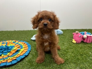 Cavapoo reu Puppy te koop 010724694