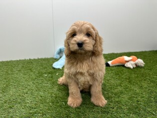 Cavapoo femelle Chiot à vendre 010724703