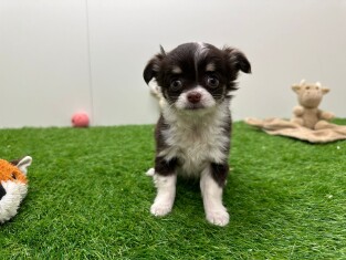 Chihuahua teefje Puppy te koop 010724725