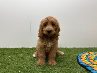 Cockapoo reu Abricot - PUP-ID 010724739 | Dierenhof Debrabandere