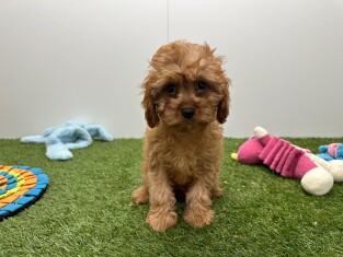 Cavapoo teefje Puppy te koop 010724751