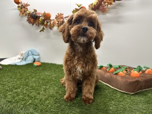 Cavapoo teefje Abrikoos - PUP-ID 010724766 | Dierenhof Debrabandere