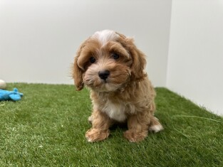 Maltipoo reu Abricot - PUP-ID 010724790 | Dierenhof Debrabandere