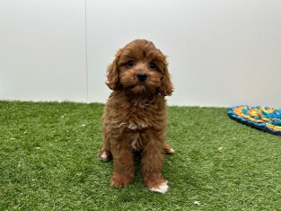 Cavapoo reu Abricot - PUP-ID 010724794 | Dierenhof Debrabandere