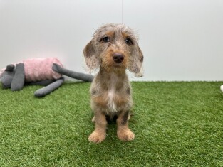 Teckel teefje Puppy te koop 010724807