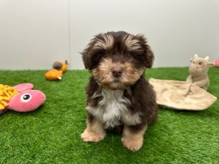 Bichon Havanais male 010724816