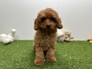 Cavapoo reu Abrikoos - PUP-ID 010724828 | Dierenhof Debrabandere