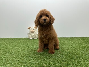 Poedel teefje Puppy te koop 010724829