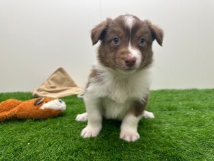 Berger Australien male 010724833