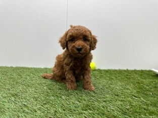 Caniche femelle Chiot à vendre 010724834