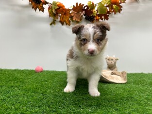 Australian Shepherd female 010724838