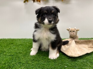 Australian Shepherd female 010724842