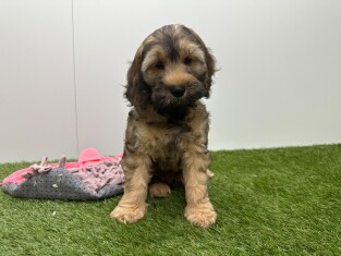 Cockapoo male Chiot à vendre 010724844