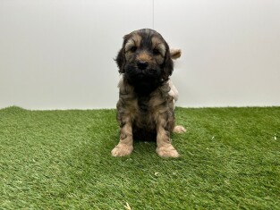 Cockapoo reu Puppy te koop 010724844