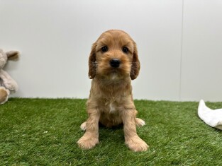 Cockapoo teefje 010724846