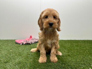 Cockapoo teefje Puppy te koop 010724846