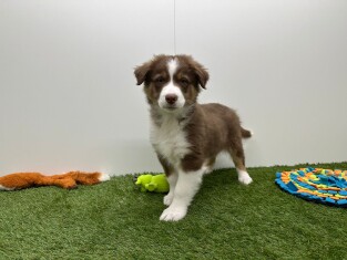 Australische Herder reu 010724865