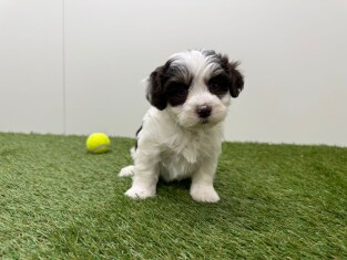 Bichon Havanais femelle 010724870