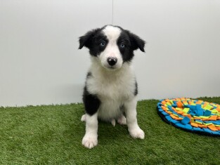 Border Collie female 010724891