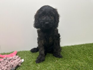 Cockapoo male Chiot à vendre 010724892