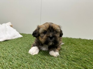 Lhasa Apso reu Puppy te koop 010724893